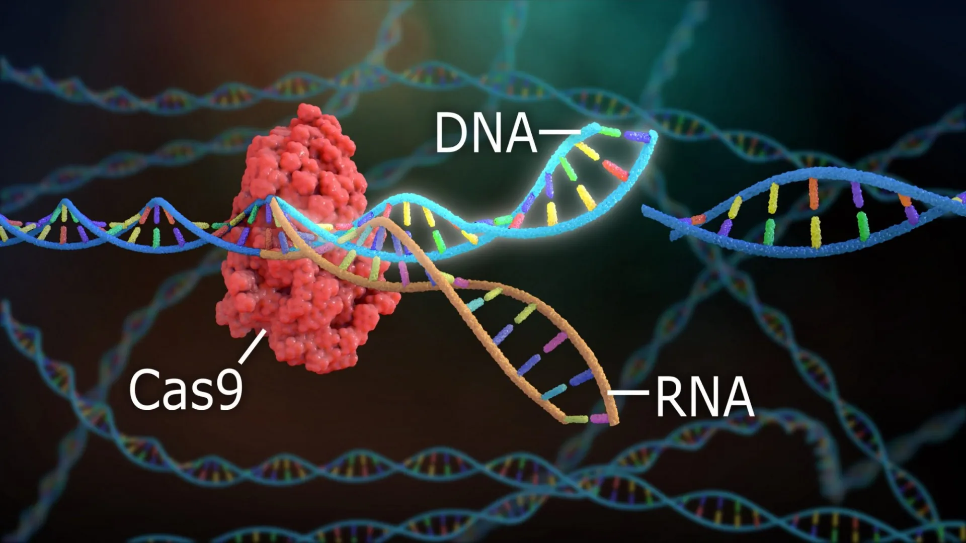 A diagram showing CRISPR and gene editing.