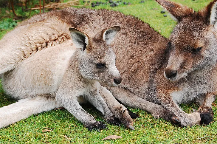 Image of kangaroo and joey