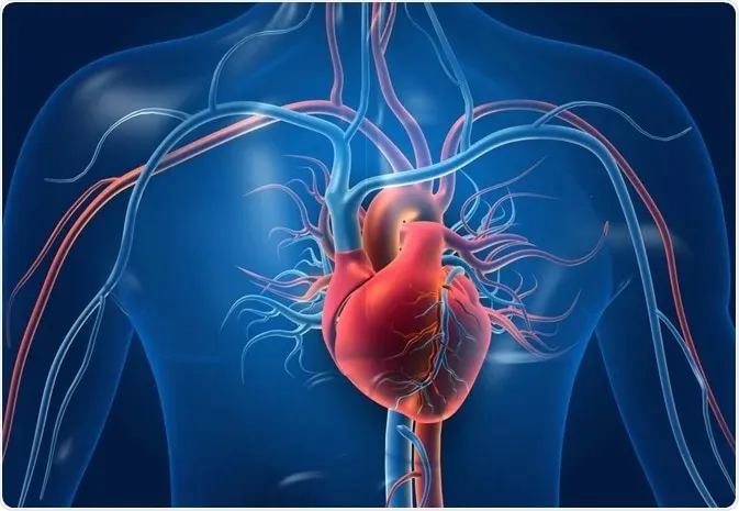 Cardiovascular Biology